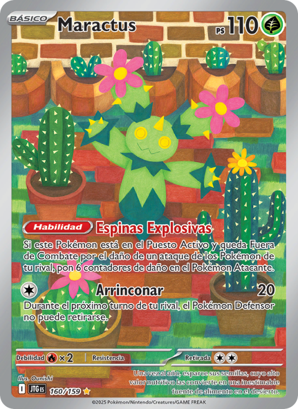 Maractus