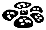 Logo de la série de cartes Pokémon Jungle